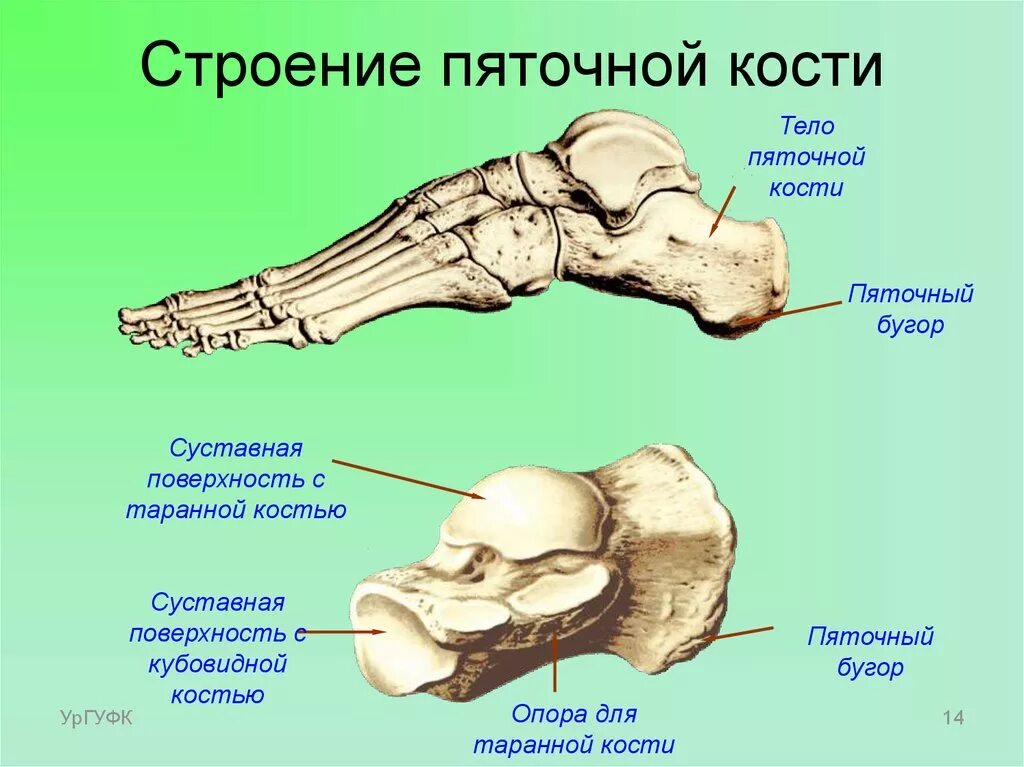 Пяточная кость фото Тело пяточной кости