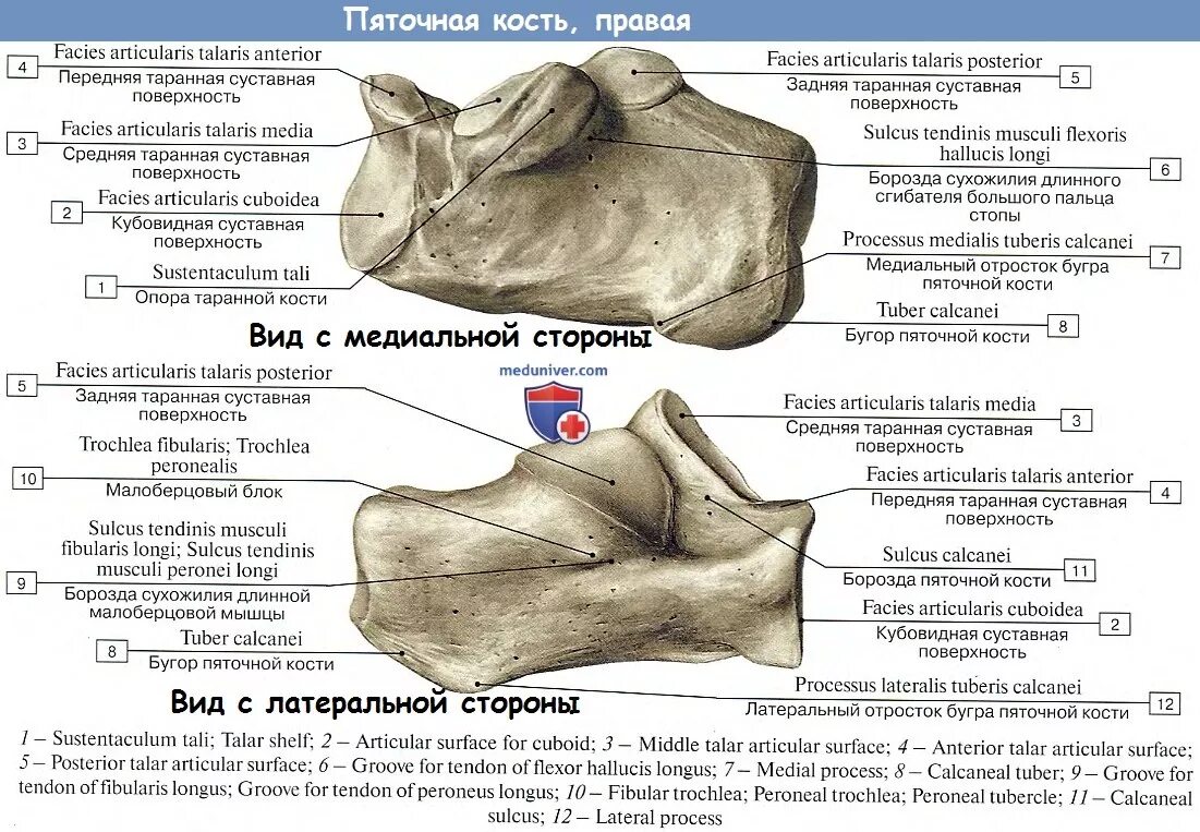 Пяточная кость фото как выглядит у человека Анатомия : Кости стопы. Предплюсна.