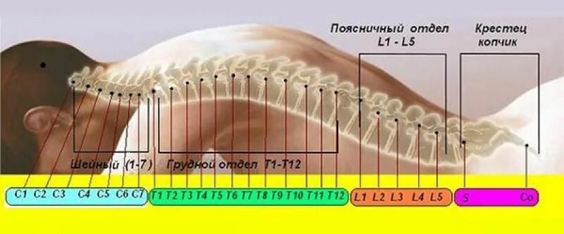 Пятый позвонок поясничного отдела фото Позвоночник - главный энергетический канал. - Мистика, предсказания, психология 