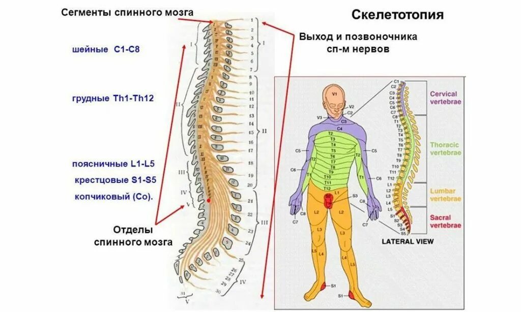 Пятый позвонок поясничного отдела фото Боль между лопаток лечение, причины, симптомы, защемление нерва клинка в Москве