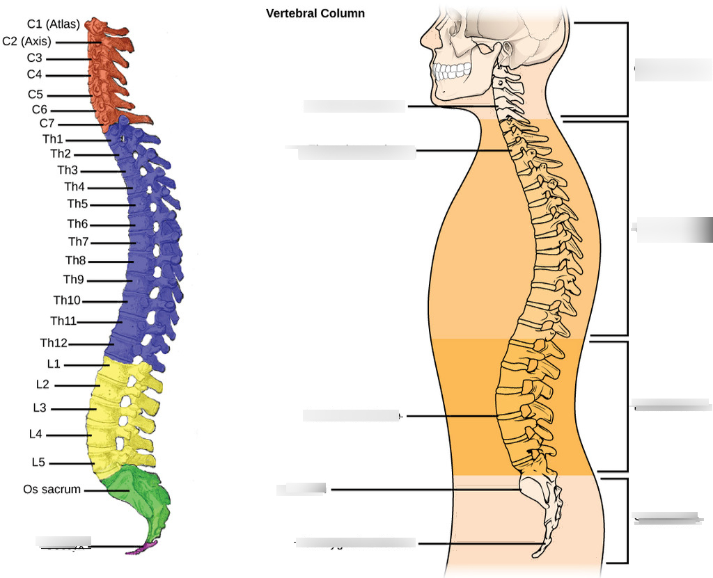 Пятый позвонок поясничного отдела фото Vertebral Column, Sacrum and Vertebral Column Quiz, Tinker Diagram Quizlet