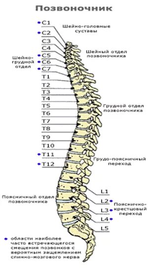 Пятый позвонок поясничного отдела фото Как восстановить эрекцию после травм позвоночника