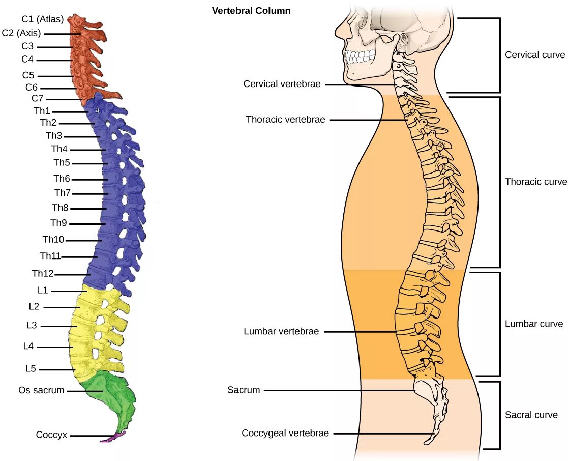 Пятый позвонок поясничного отдела где находится фото 19.1 Types of Skeletal Systems - Concepts of Biology 1st Canadian Edition- Gunne