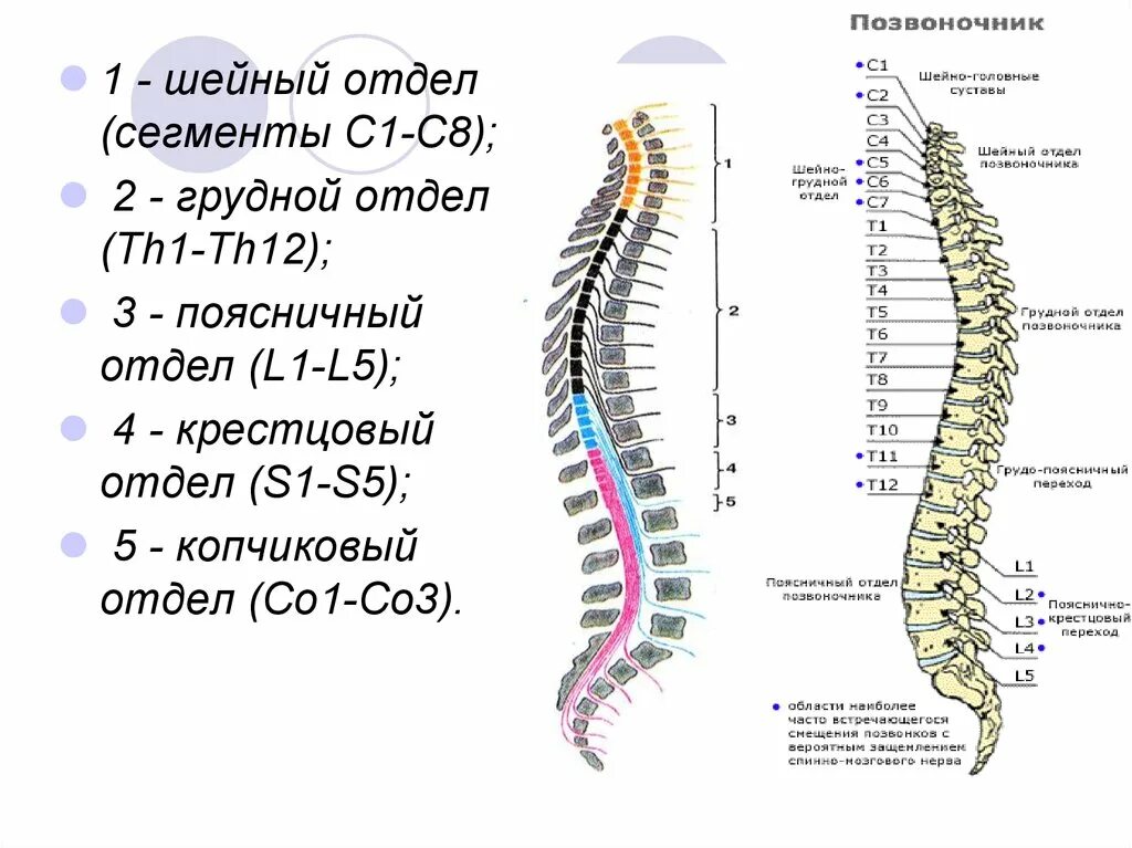 Пятый позвонок поясничного отдела где находится фото 5 позвонок поясничного отдела где находится: найдено 88 картинок