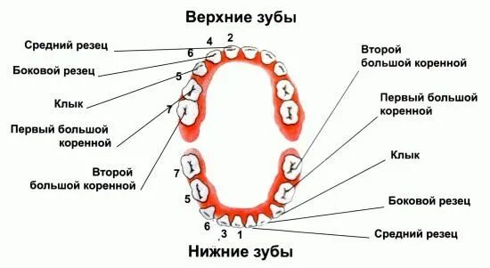 Пятый зуб как выглядит какие зубы режутся первыми Map, Map screenshot