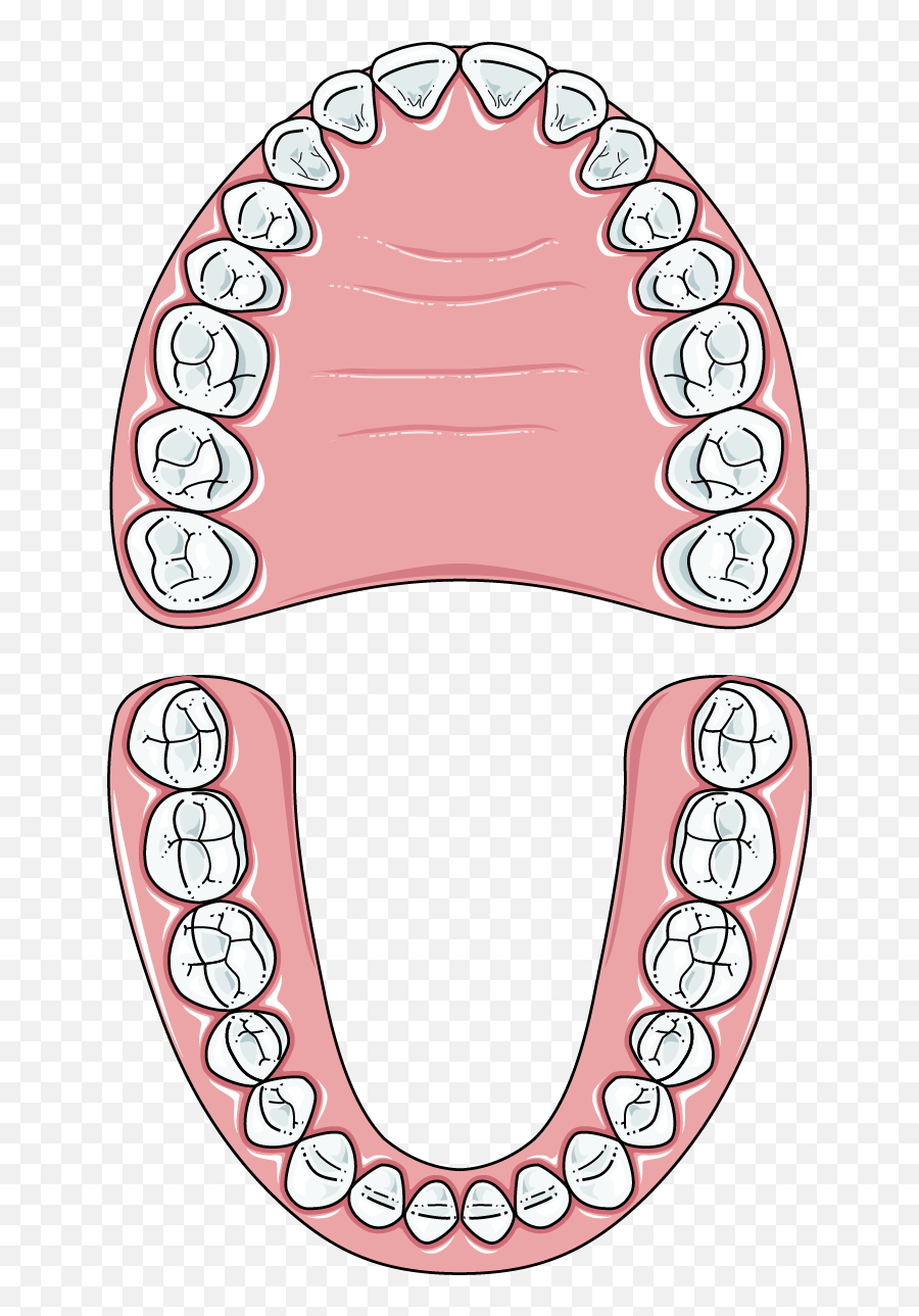 Пятый зуб как выглядит Teeth Clip Permanent - Permanent Teeth Clipart Black And Black And White Teeth C