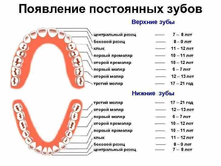 Пятый зуб как выглядит Картинки ВТОРЫЕ КОРЕННЫЕ ЗУБЫ