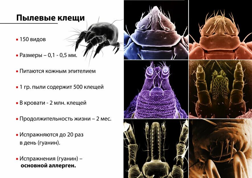 Пылевой клещ аллергия фото Аллергия на домашнюю пыль - причины и признаки Мир семьи: здоровье и уют Дзен