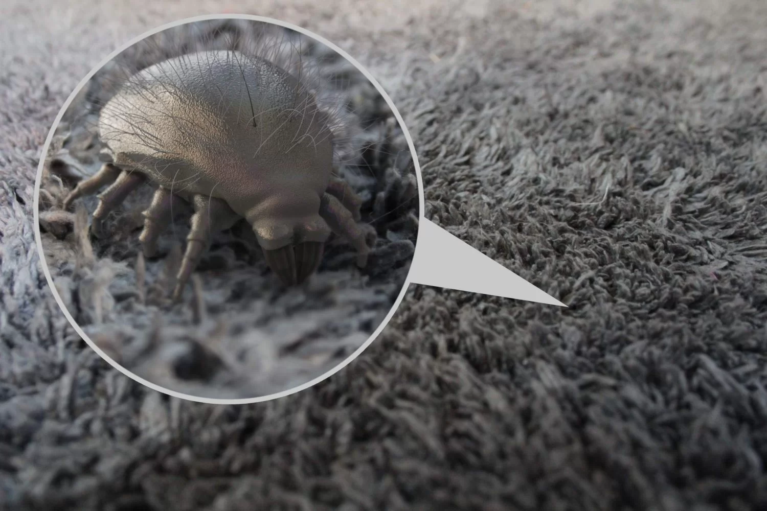 Пылевой клещ фото на теле Indoor Pollution: How to Get Rid of Dust Mites in The Home?