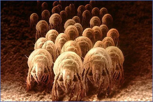 Пылевые клещи фото под микроскопом dust mites colony