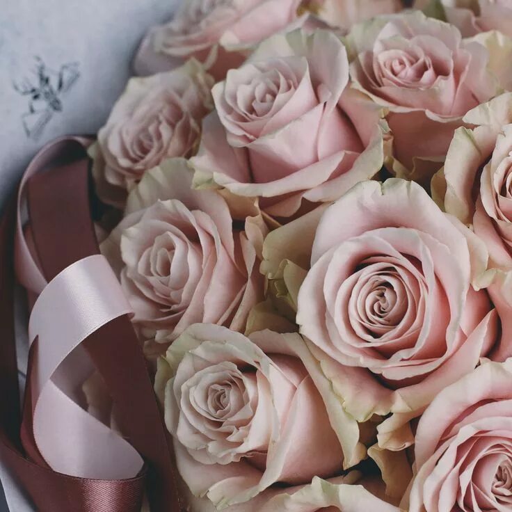 Пыльная роза фото цветов Pin by Sarah Fu on FROCH6 Pink roses, Flowers, Rose