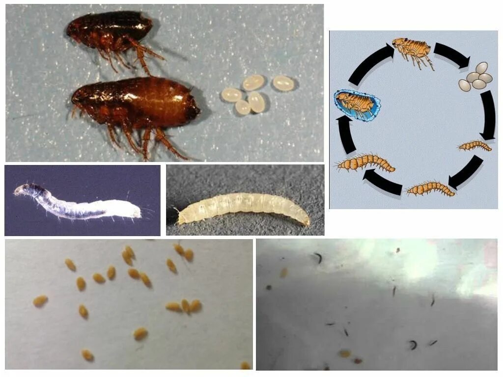 Пыльные блохи как выглядят Служба по уничтожению блох в квартире цена в Москве Дезцентр-Русь