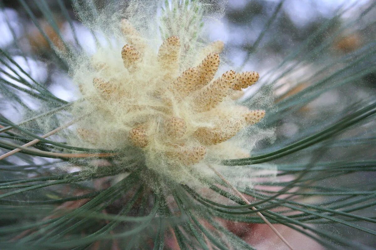 Пыльца сосны фото Soubor:Conifer pollen.JPG - Wikipedie