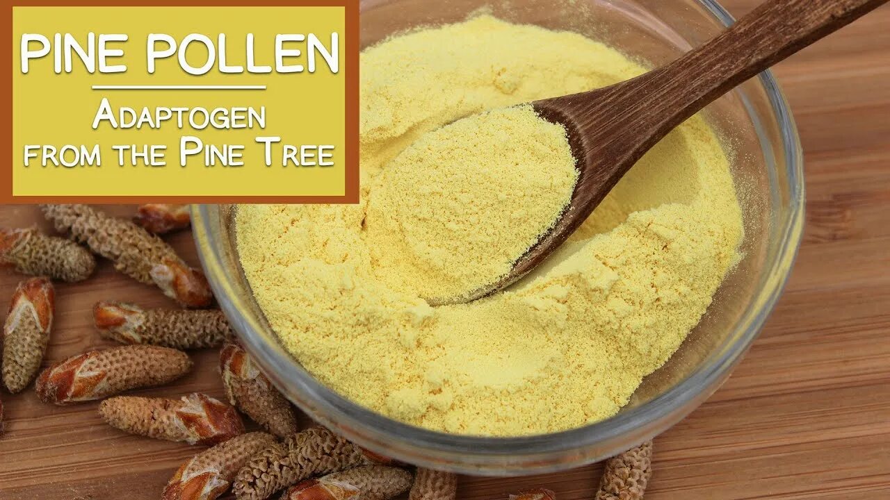 Пыльца сосны фото Pine Pollen, The Nutritious Adaptogen from the Pine Tree - YouTube