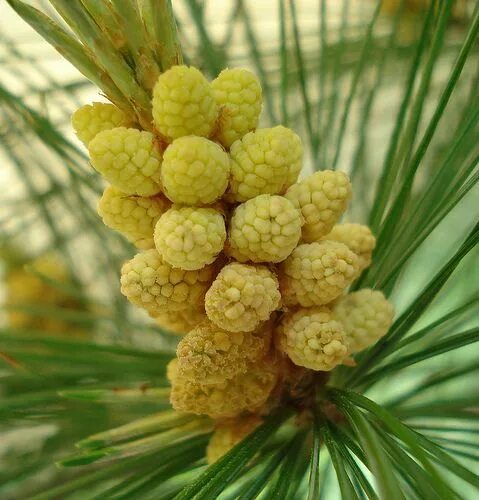 Пыльца сосны фото Learn as I Go: Young pine cone time! (Pine Pollen Time!) Food garden, Edibles we