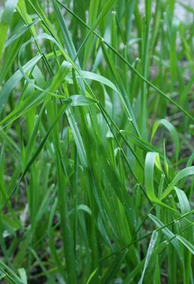 Пырей фото как выглядит трава крупным планом Пырей бескорневищный (Agropyrum tenerum Vessey)