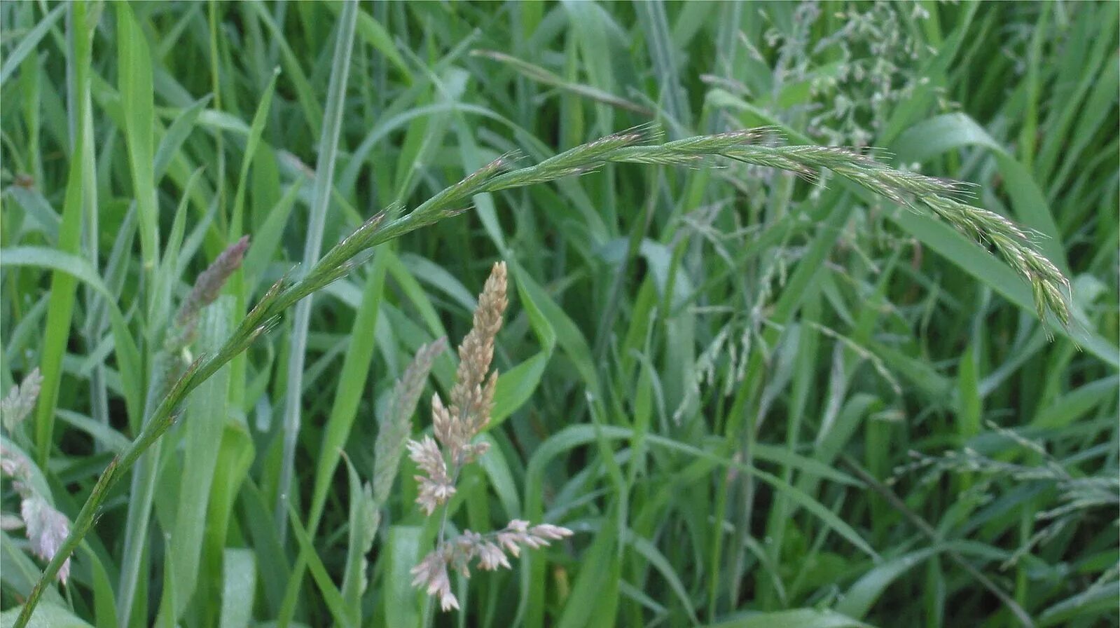 Пырей фото как выглядит трава крупным планом Файл:Kweek bloeiwijze Elytrigia repens.jpg - Вікіпедія