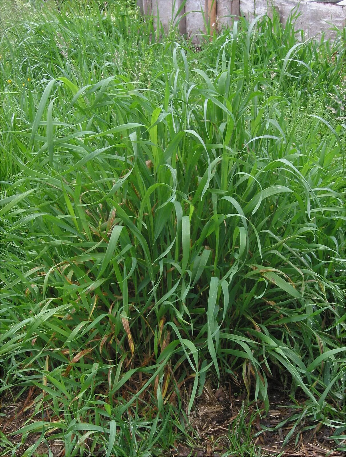 Пырей лук фото Quack grass Invasive Weed, Perennial Grass, Creeping Rhizomes Britannica