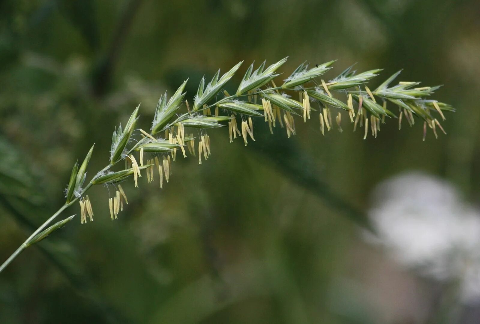 Пырей ползучий семена фото File:Elytrigia repens Juolavehnä IMG 0659 C.JPG - Wikimedia Commons