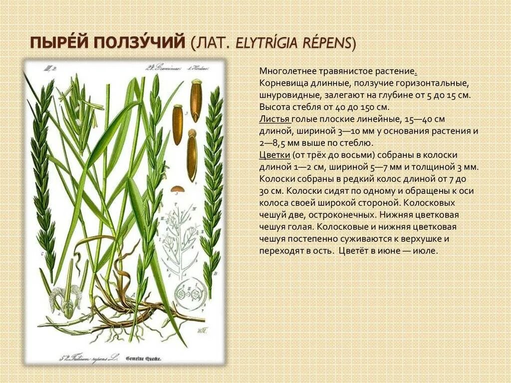 Пырей ползучий семена фото Пырей при туберкулезе рецепт - фото презентация