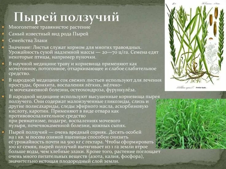 Пырей трава фото и описание Пырей ползучий Herbs, Herbalist, Plants