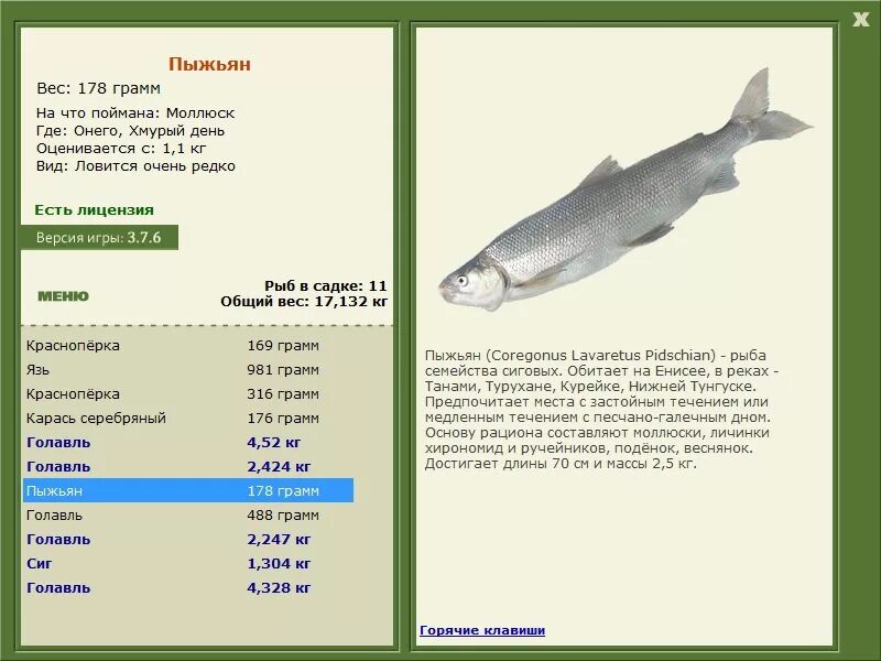 Пыжьян рыба фото описание РУССКАЯ РЫБАЛКА Installsoft Edition