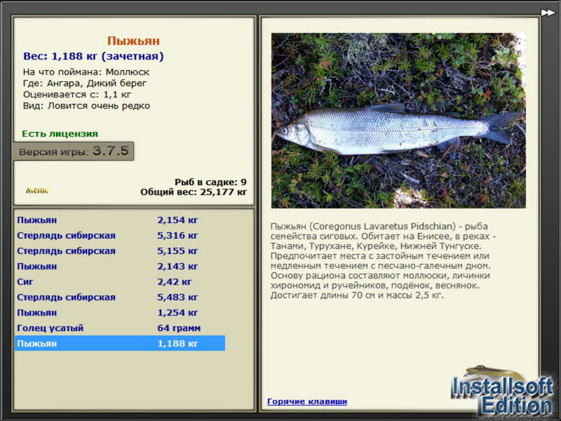 Пыжьян рыба фото описание турниры * РУССКАЯ РЫБАЛКА