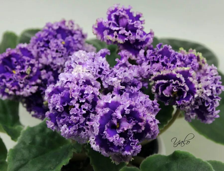 Р дурман фиалка фото и описание African violets, African violets plants, Violet plant