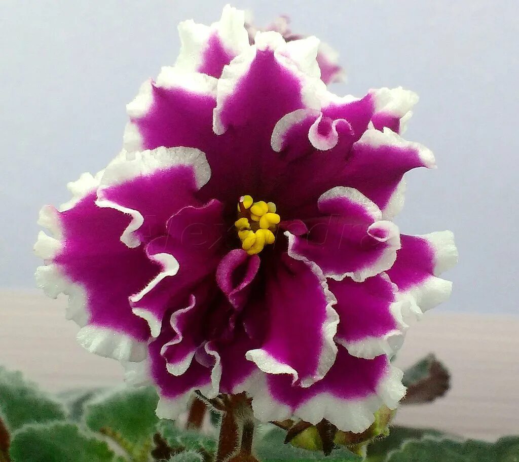 African violet LE - 'Kuvshinka / ЛЕ - Кувшинка' Single, ruffled, cupped star. Wh