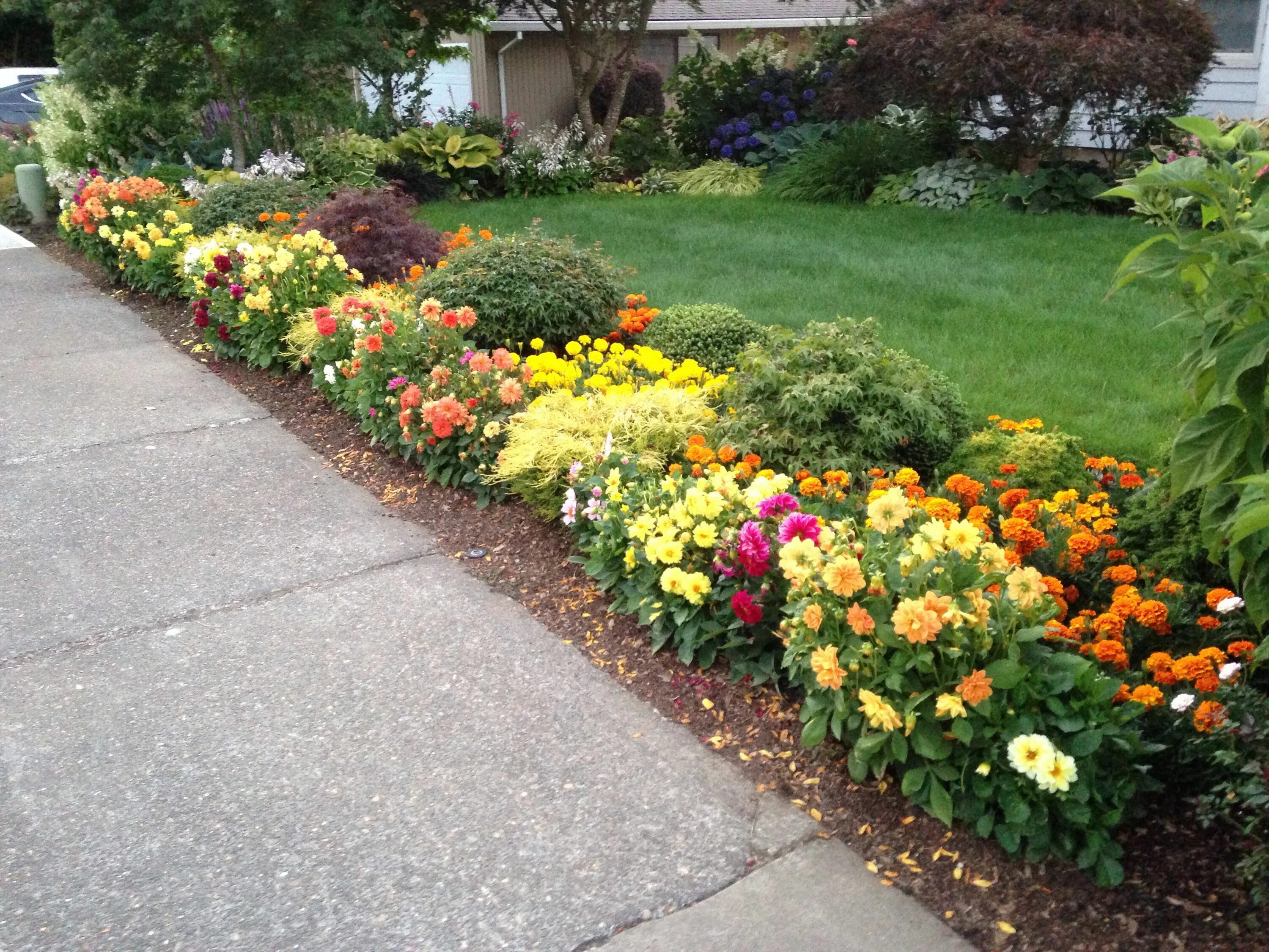 Рабатки в ландшафтном дизайне фото Front flower bed by sidewalk Mini Dahlias summer 2014 Front flower beds, Front y