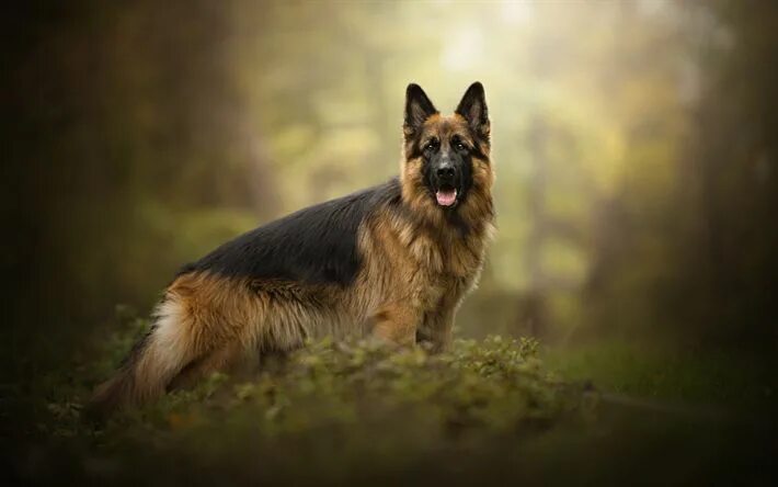 Рабочая немецкая овчарка фото Download wallpapers German Shepherd Dog, Dog, Forest, Hunting Dogs, Pets for des