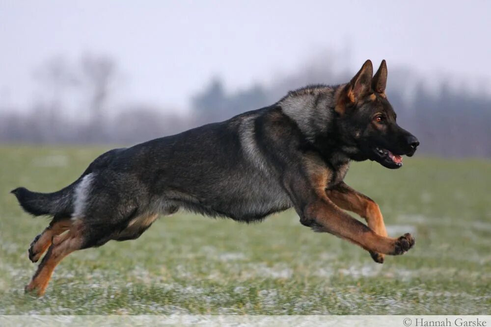 Рабочая немецкая овчарка фото Shepherds and stuff German shepherd dogs, German shepherd funny, Shepherd dog