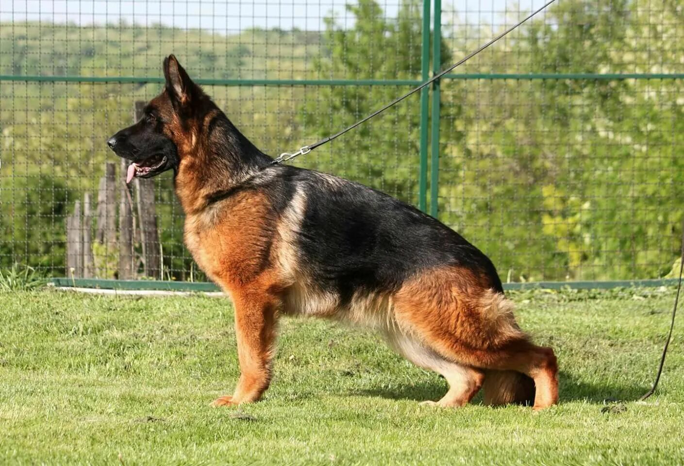 Рабочая немецкая овчарка фото Pin em My Type of German Shepherds