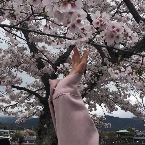 Работа фото эстетика Imagem de aesthetic and sakura Aesthetic photography, Aesthetic, Aesthetic photo