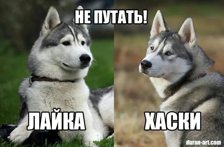 Работа лайки фото Пин на доске Dogs Собаки, Хаски, Ездовые собаки