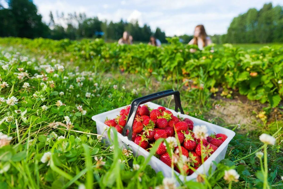 Работа летом фото 4 of the best places to pick your own strawberries in the North East