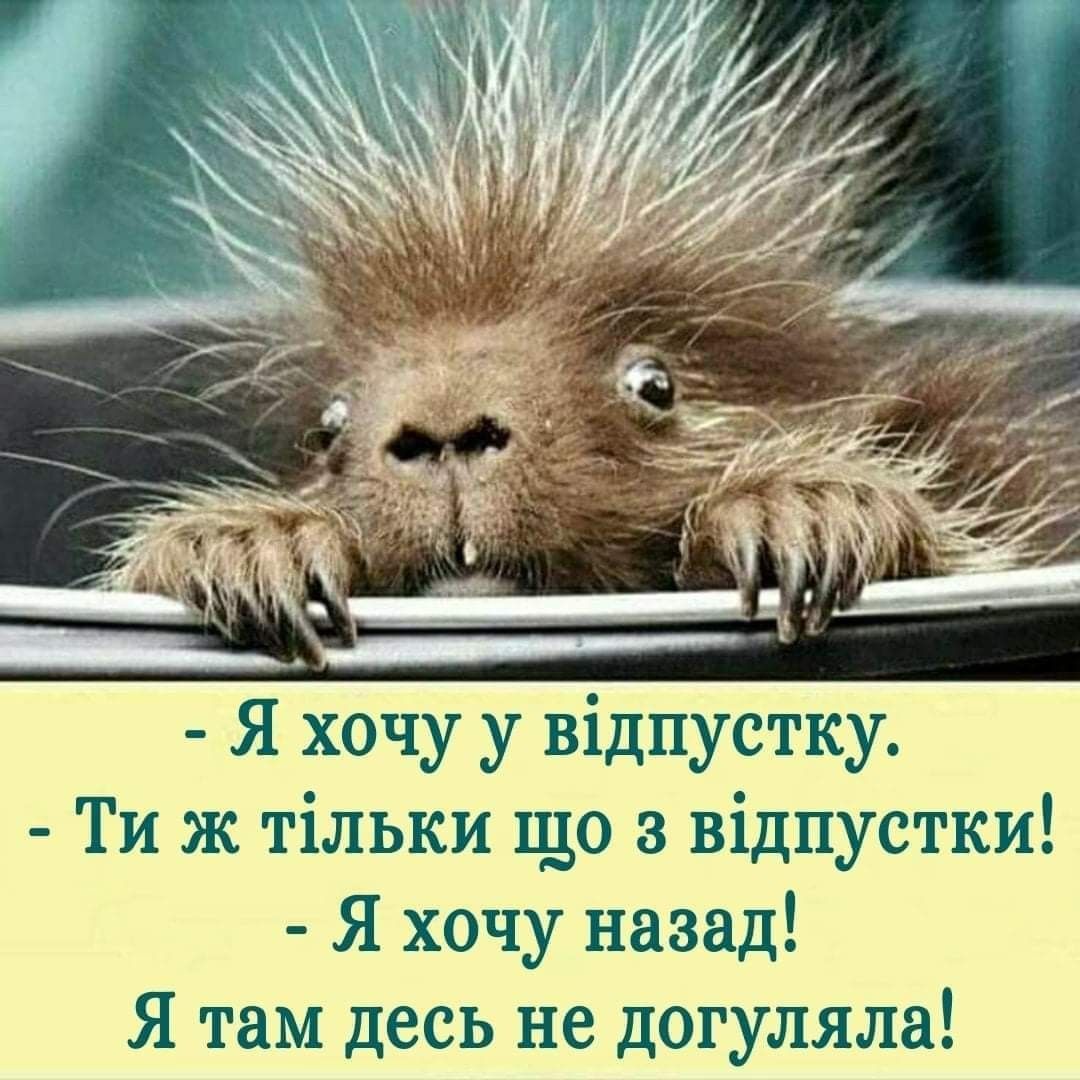 Работа после отпуска фото Pin von Лёля Galustyan auf Женский сарказм Witzige sprüche, Humor bilder, Humor