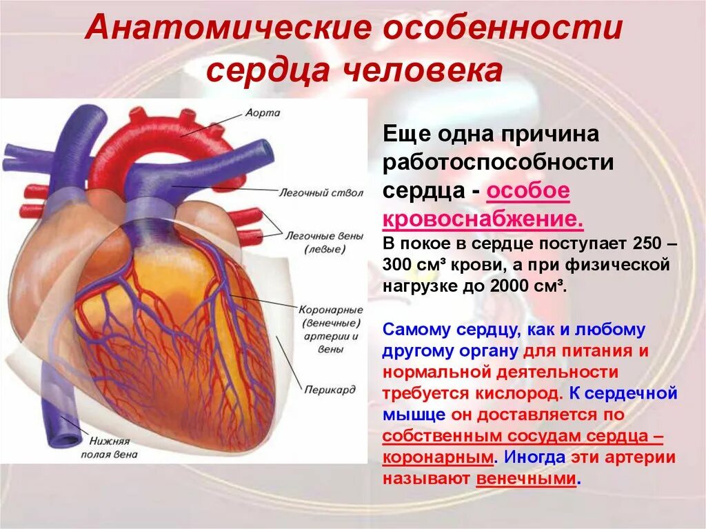 Работа сердца фото Автоматизм сердца человека - найдено 90 картинок