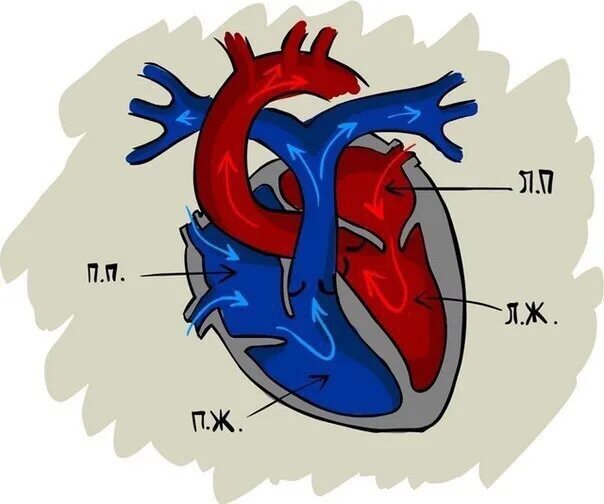 Работа сердца фото движение крови в сердце. 2016 Однажды в КГМА ВКонтакте
