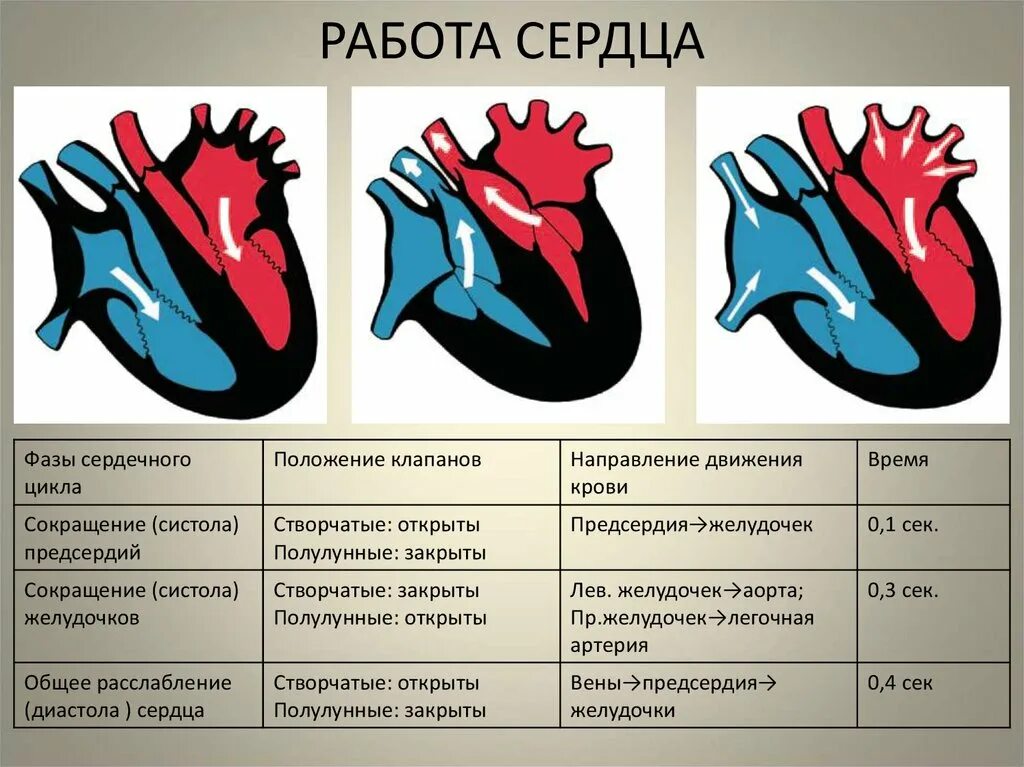 Работа сердца фото Систола и диастола рисунок