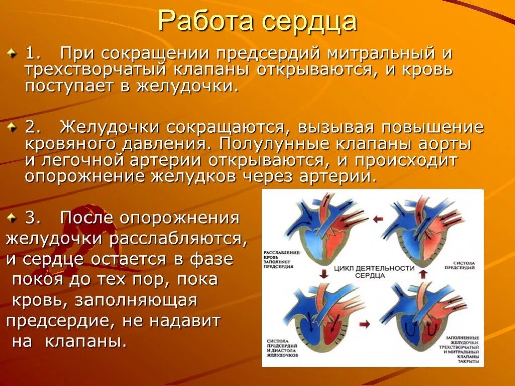 Работа сердца фото Презентация "Кровеносная система человека" (8 класс) по биологии - скачать проек