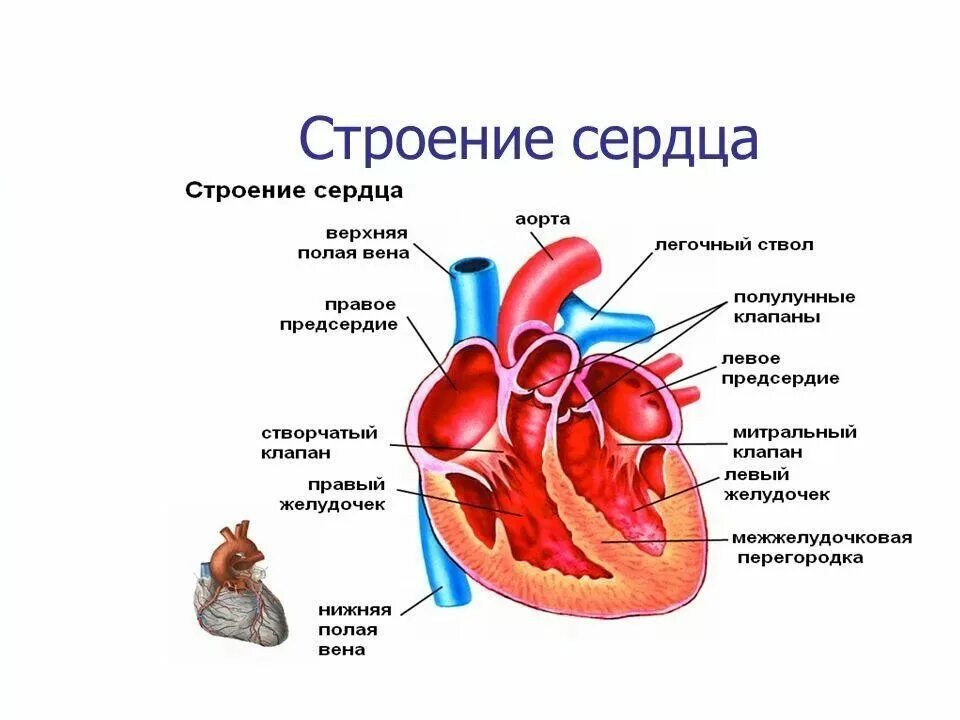 Работа сердца фото Как нормализовать работу сердца и сосудов?