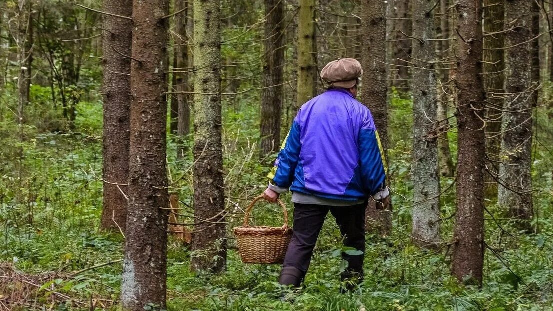 Работа в лесу фото За выходные на Камчатке потерялись четверо человек: спасатели призывают соблюдат