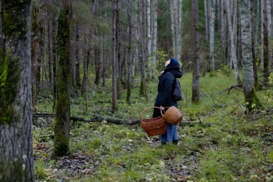 Работа в лесу фото Троим заблудившимся гражданам спасатели города Пскова помогли выйти из леса - Но