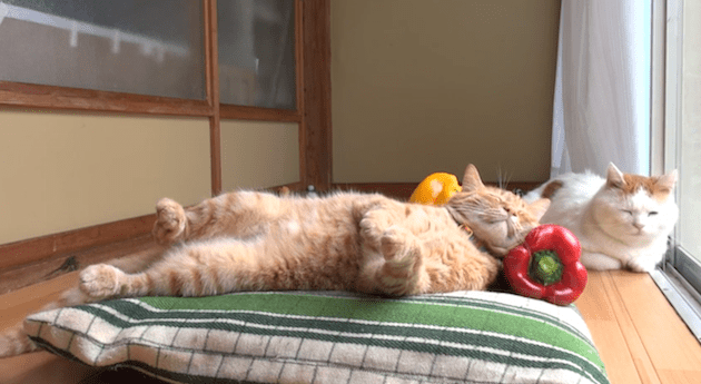 Работа в выходные фото It’s Election Day, But If That Isn’t Your Thing Here’s a Video of a Cat Sleeping