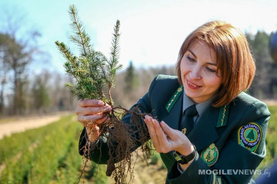 Работники леса фото В Чаусском лесхозе высаживают молодой лес и собирают березовый сок