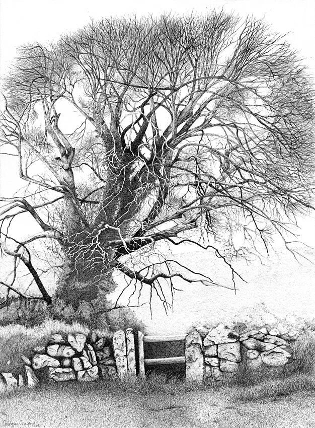 Работы выполненные в графике фото Pen en inkt; grafiek 3. Ink pen drawings, Landscape drawings, Tree drawing