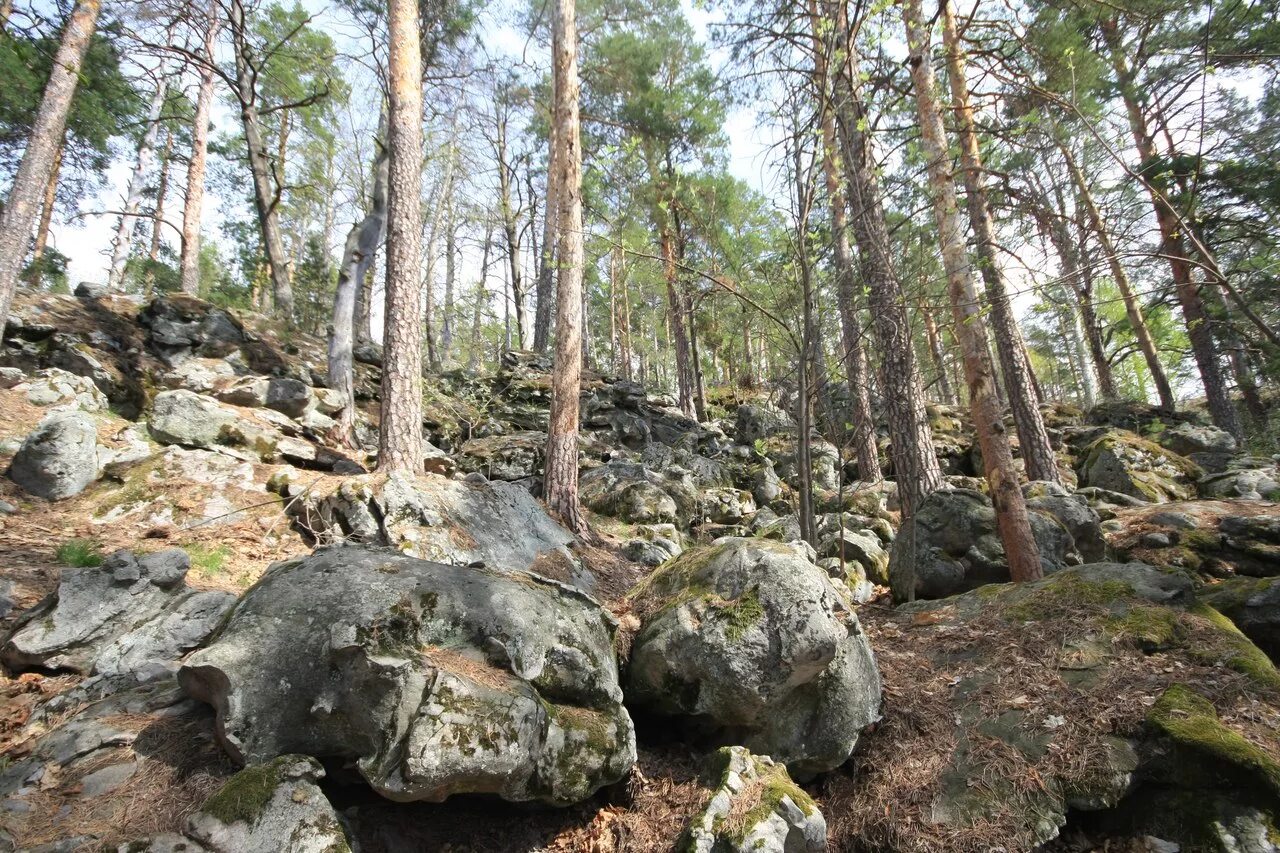 Рачейский бор самарская область фото GoRa - станция туризма - Тур в Рачейку