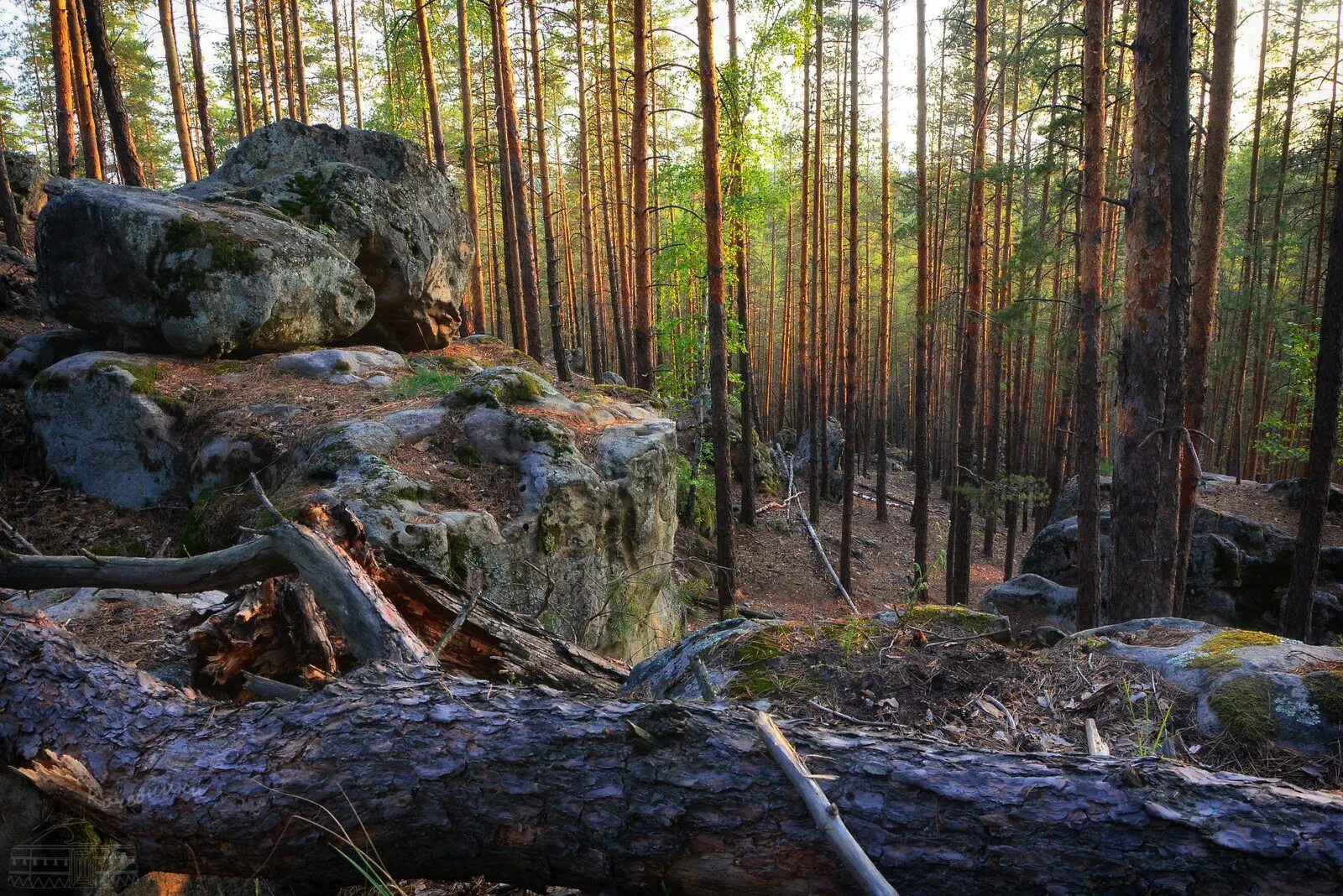 Рачейский бор самарская область осенью фото Заповедные места России-2019. Волжские Альпы, кобра в самарском лесу, каменный с