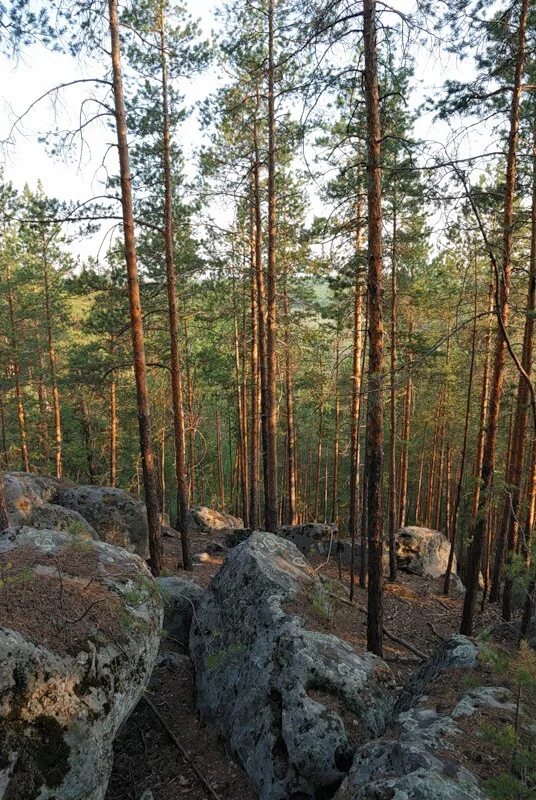 Рачейский бор самарская область осенью фото Каменные деревья в Сызранском районе Самарской области Туркомпания Профцентр Дзе